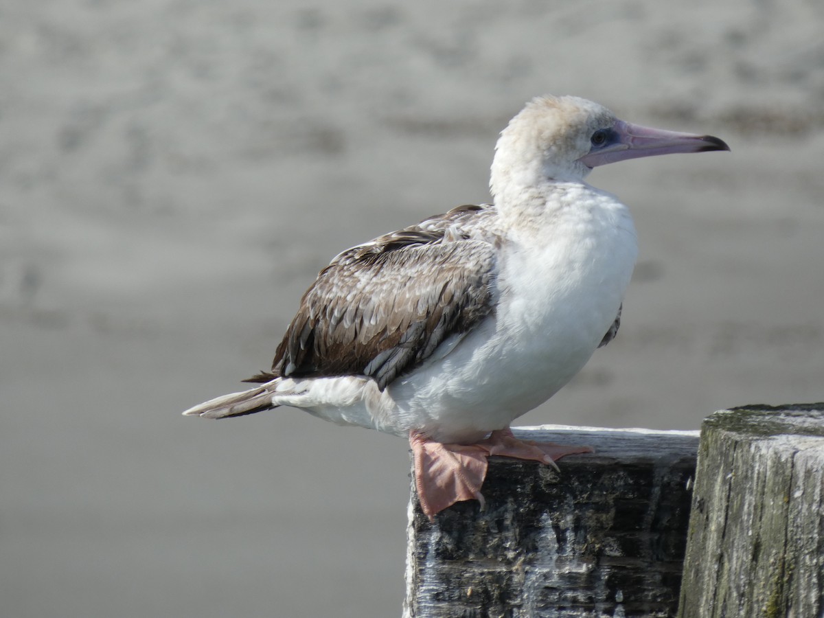 Red-footed Booby - ML624486451