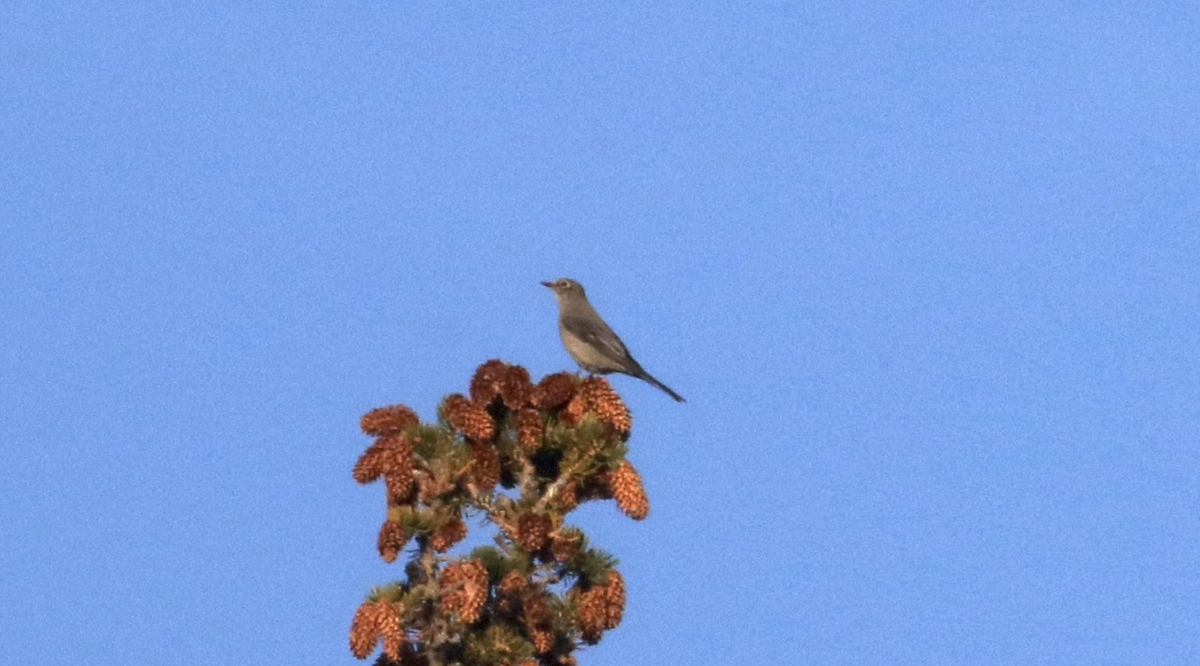 Townsend's Solitaire - ML624486475