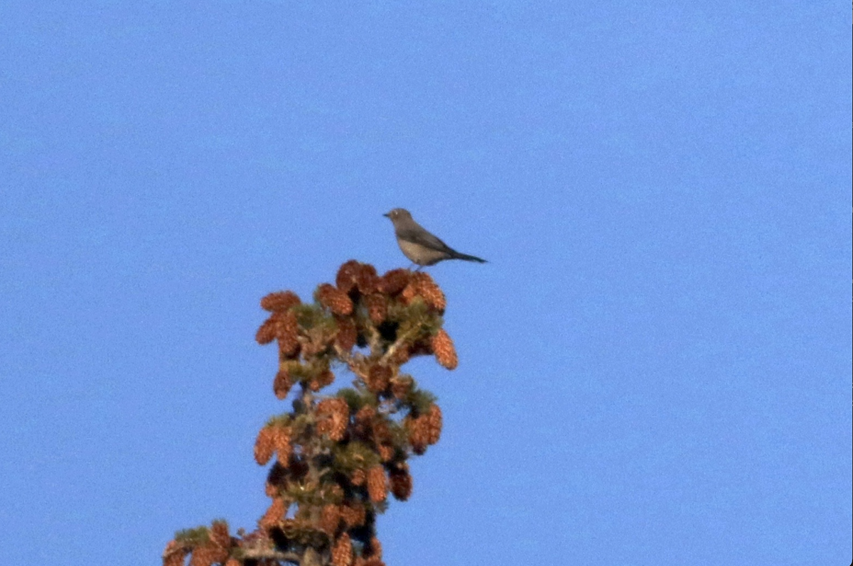 Townsend's Solitaire - ML624486476