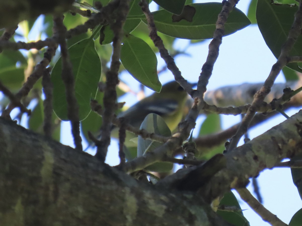 Yellow-throated Vireo - ML624486522