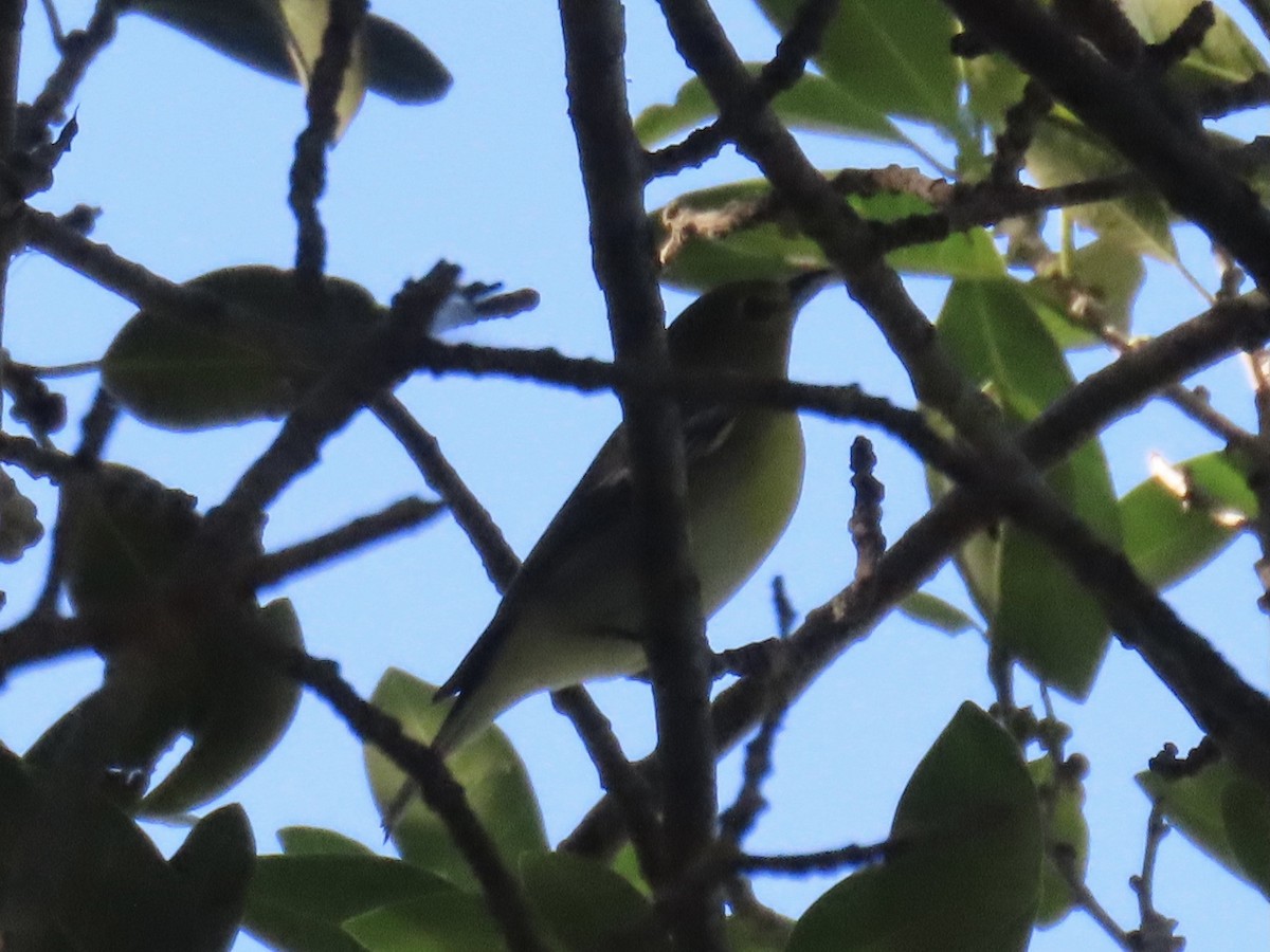 Yellow-throated Vireo - ML624486523