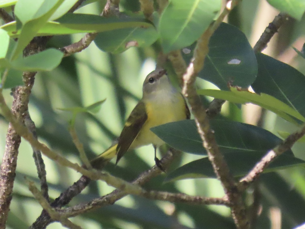 American Redstart - ML624486538