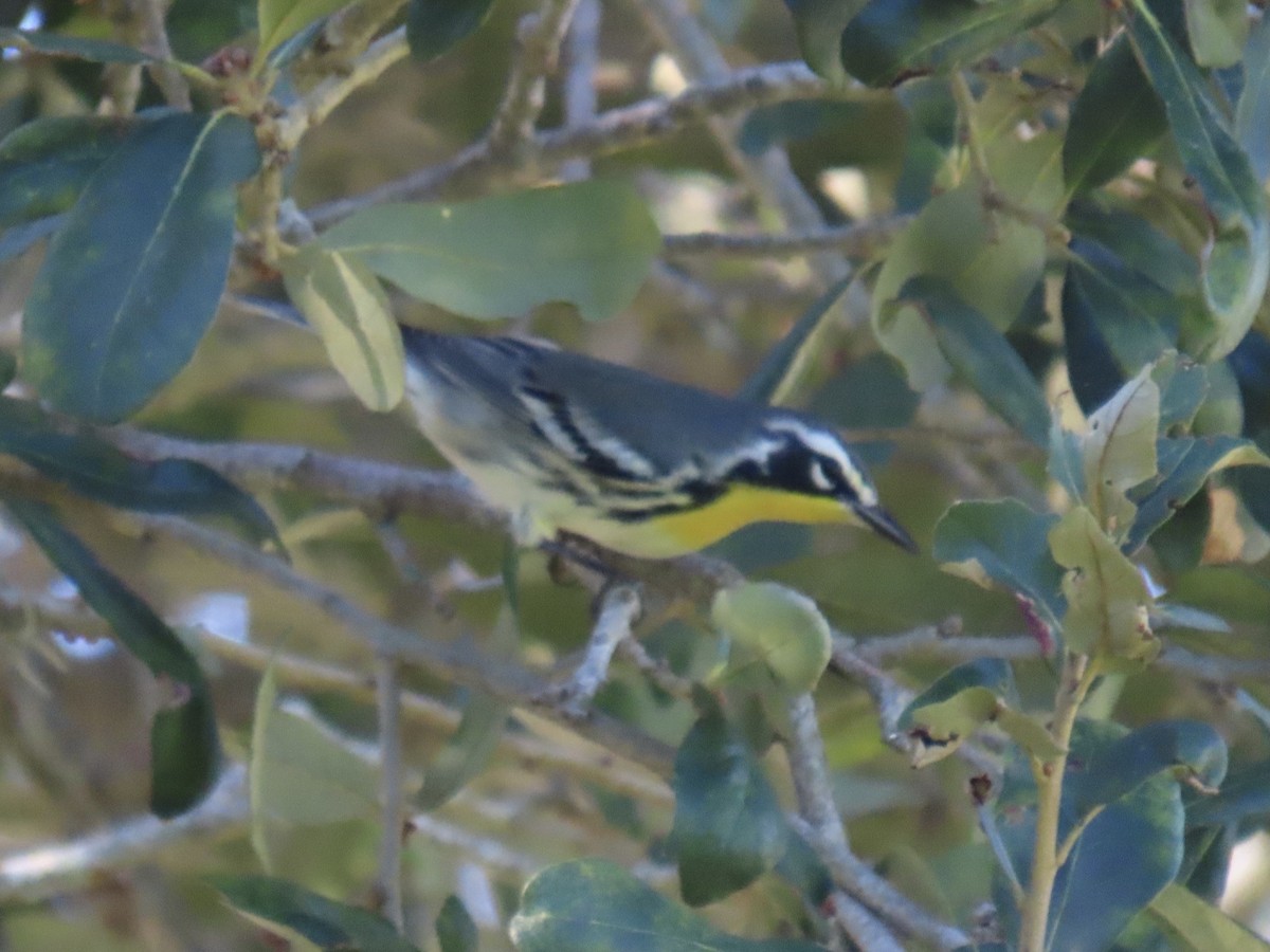 Yellow-throated Warbler - ML624486591