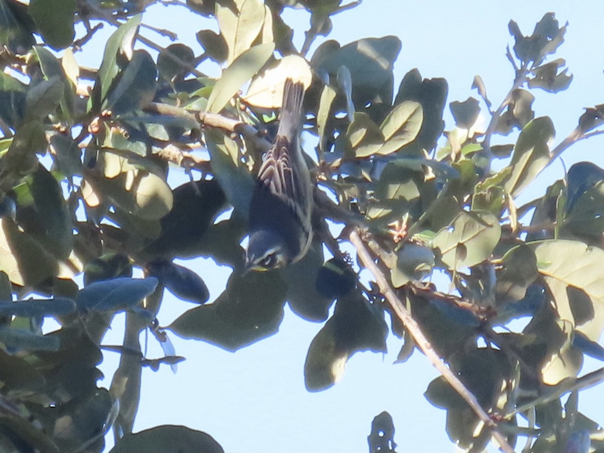 Yellow-throated Warbler - Green Blood