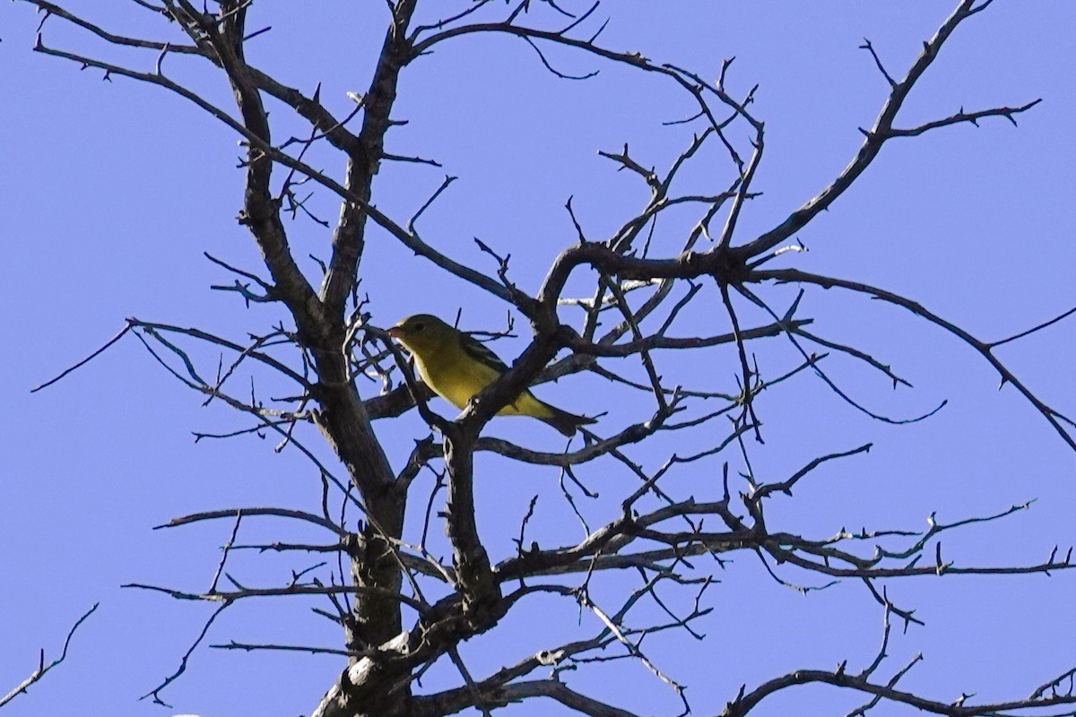 Western Tanager - ML624486812