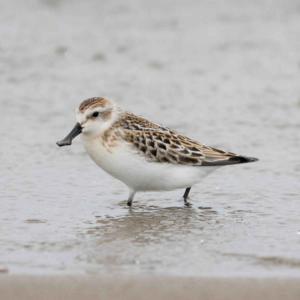 Spoon-billed Sandpiper - Hayato Tonooka