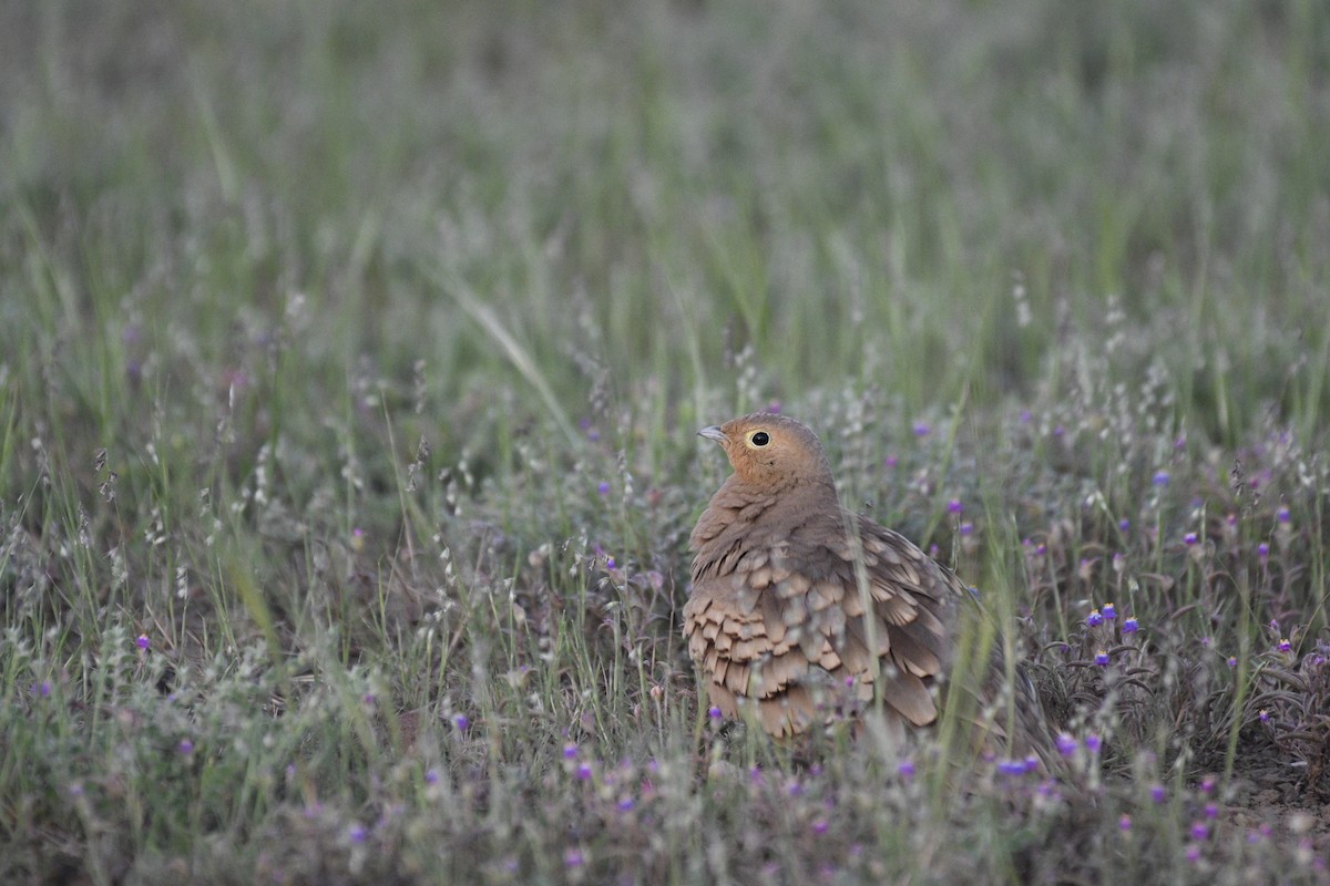 Chestnut-bellied Sandgrouse - ML624486852