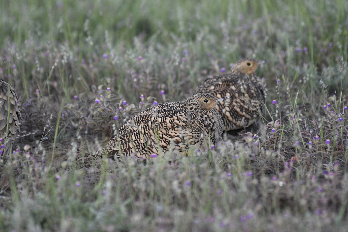 Chestnut-bellied Sandgrouse - ML624486862