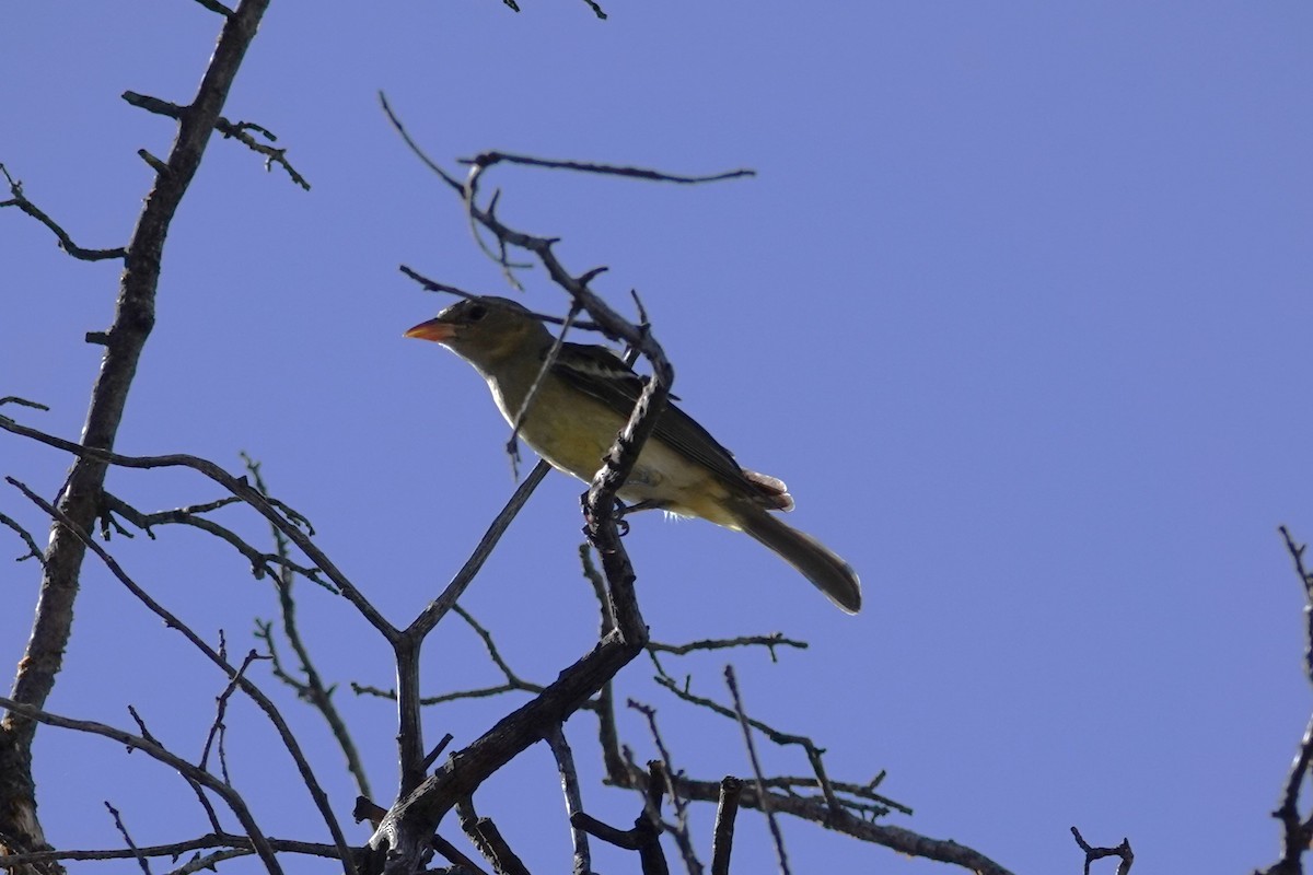 Western Tanager - Betty Beckham