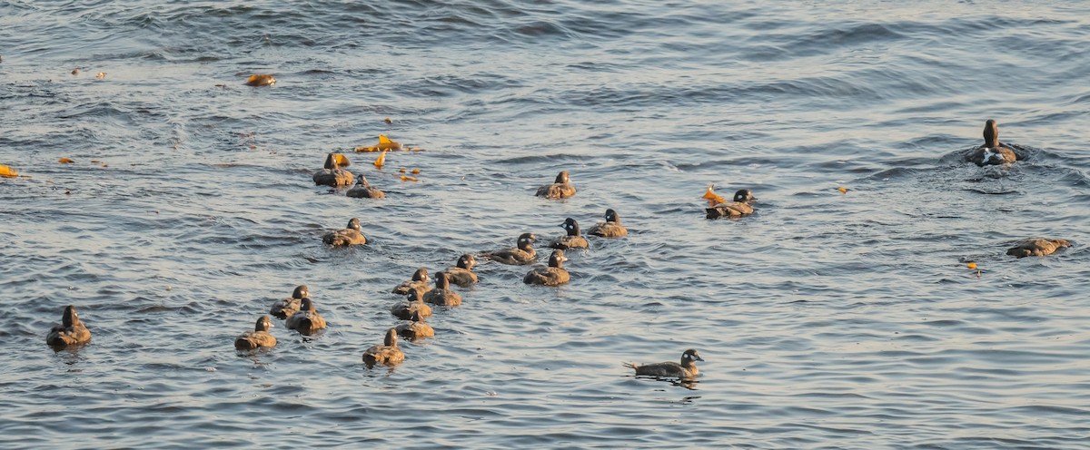 Harlequin Duck - ML624487001