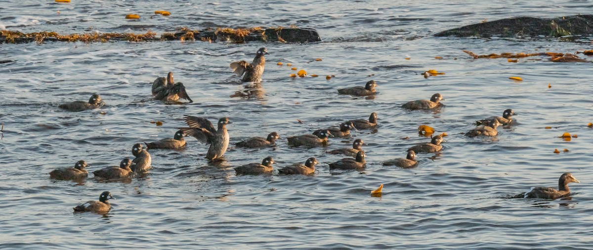 Harlequin Duck - ML624487002