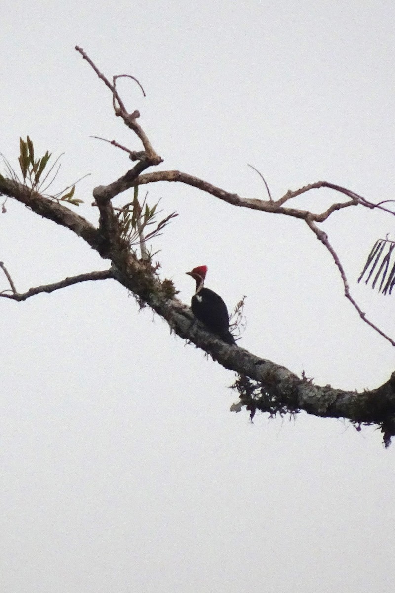 Lineated Woodpecker - ML624487033