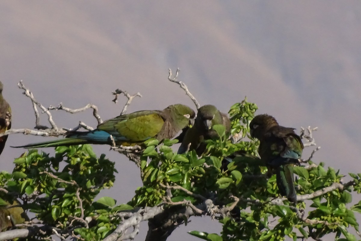 Burrowing Parakeet - Eduardo Ghiberto