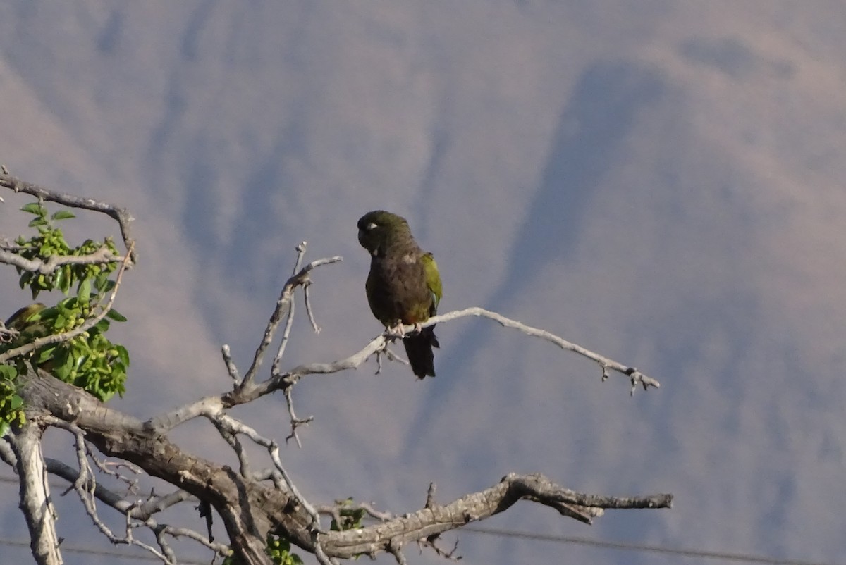 Conure de Patagonie - ML624487051