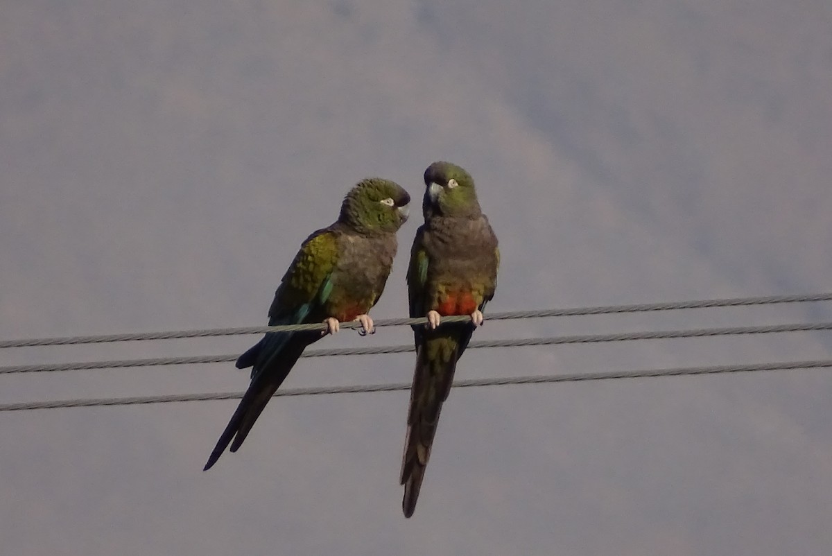 Conure de Patagonie - ML624487052