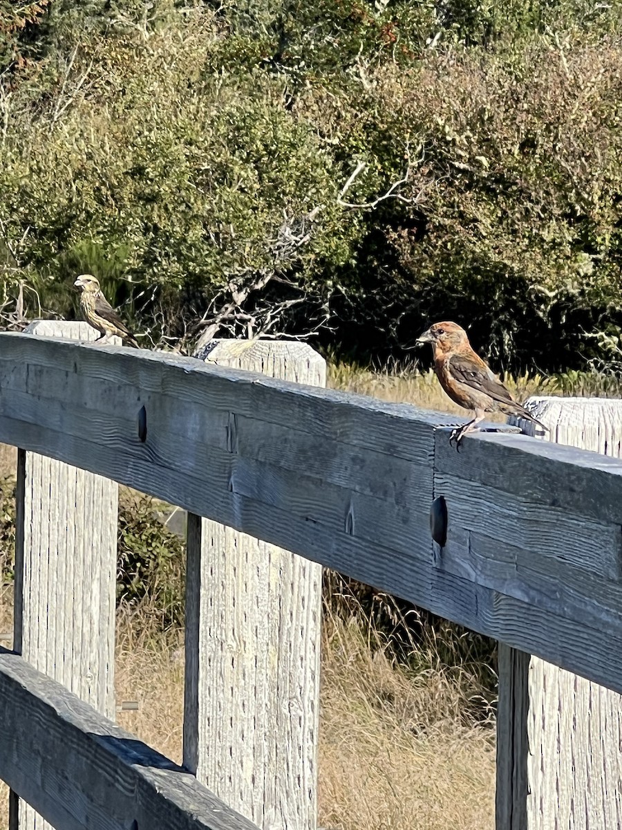 Red Crossbill - ML624487065