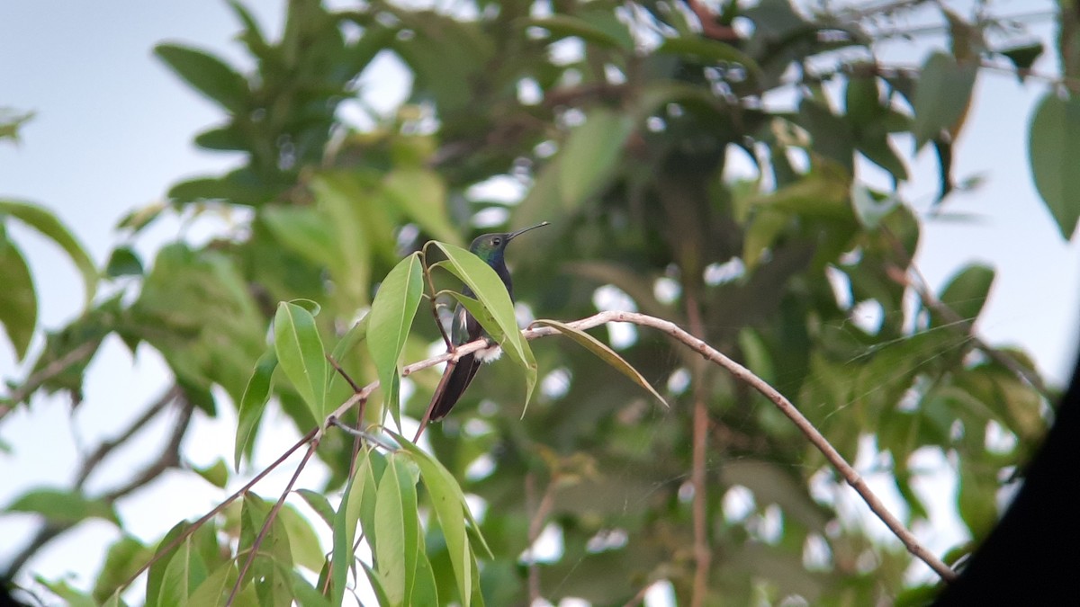 Black-throated Mango - ML624487077