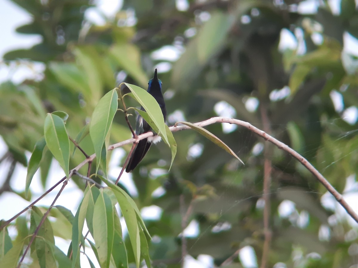 Black-throated Mango - ML624487078