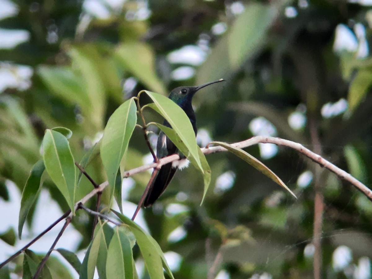 Black-throated Mango - ML624487079