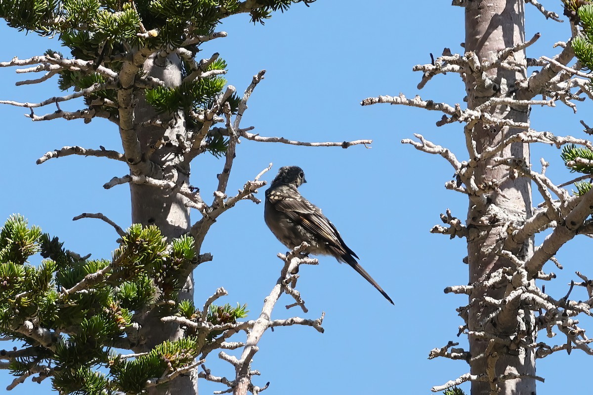 Townsend's Solitaire - ML624487116