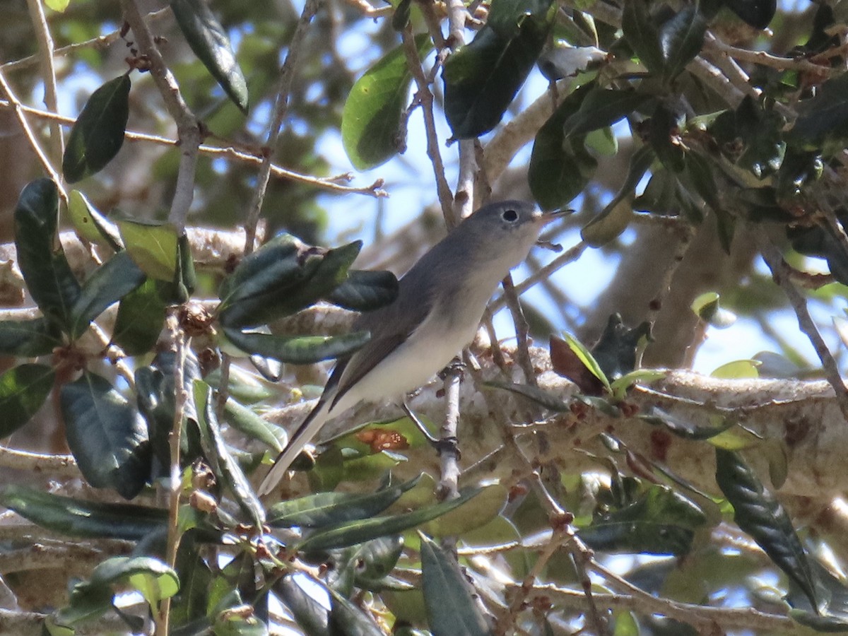 Blue-gray Gnatcatcher - ML624487145