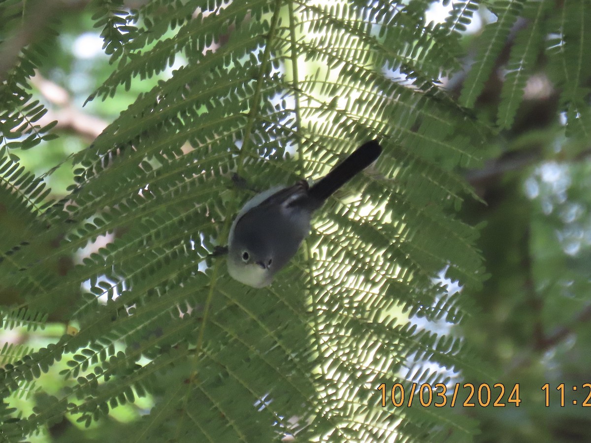 Blue-gray Gnatcatcher - ML624487146