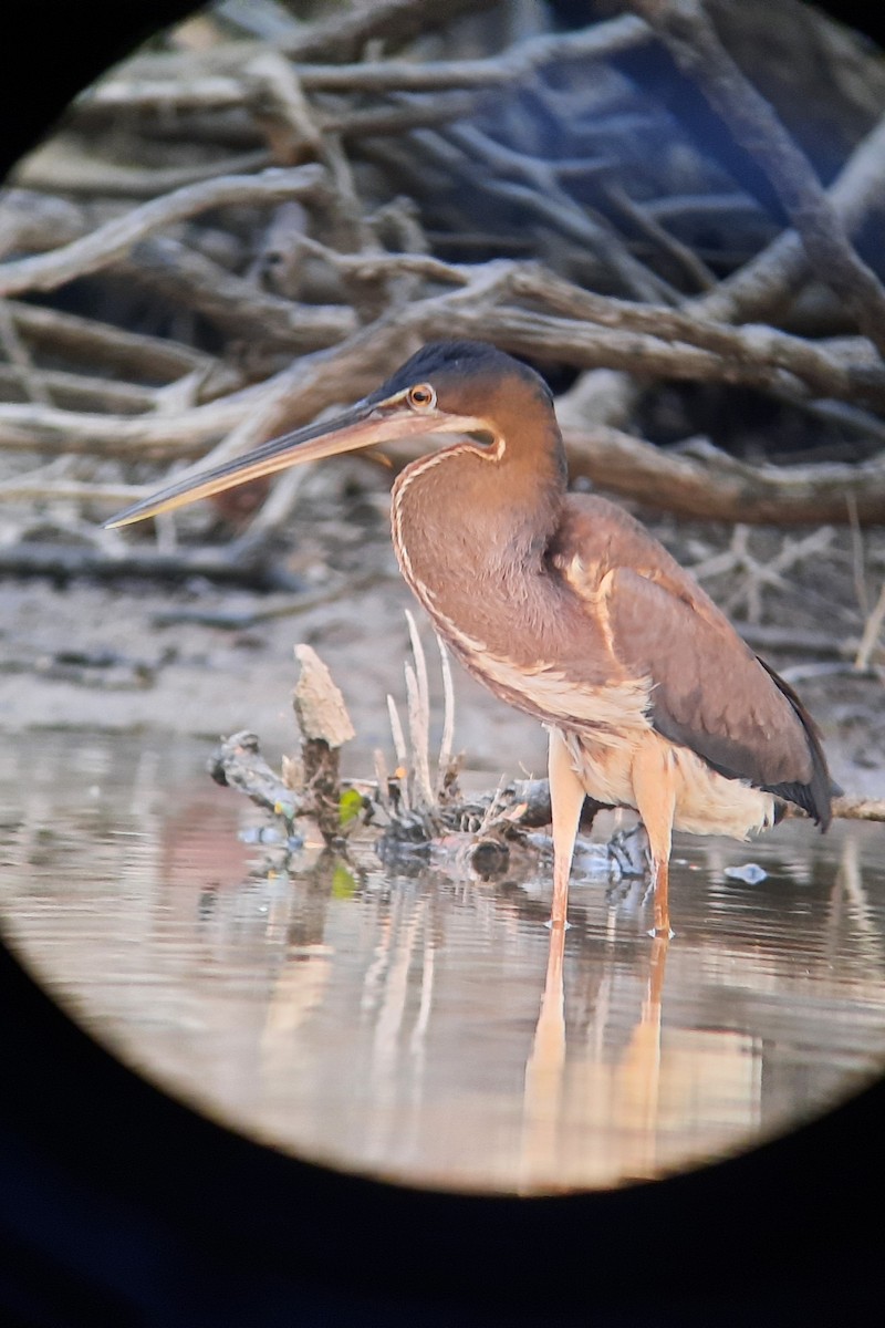 Agami Heron - ML624487151