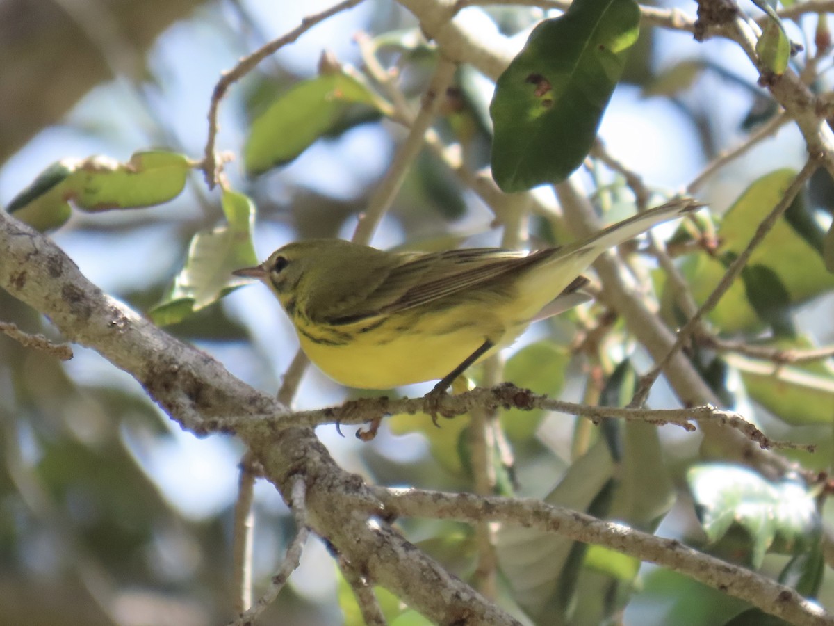 Prairie Warbler - ML624487167