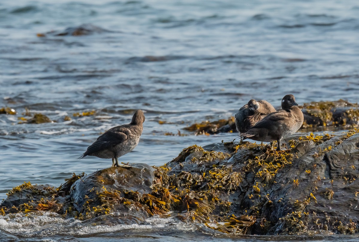 Harlequin Duck - ML624487180