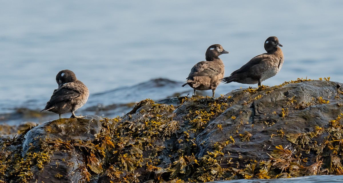 Harlequin Duck - ML624487181