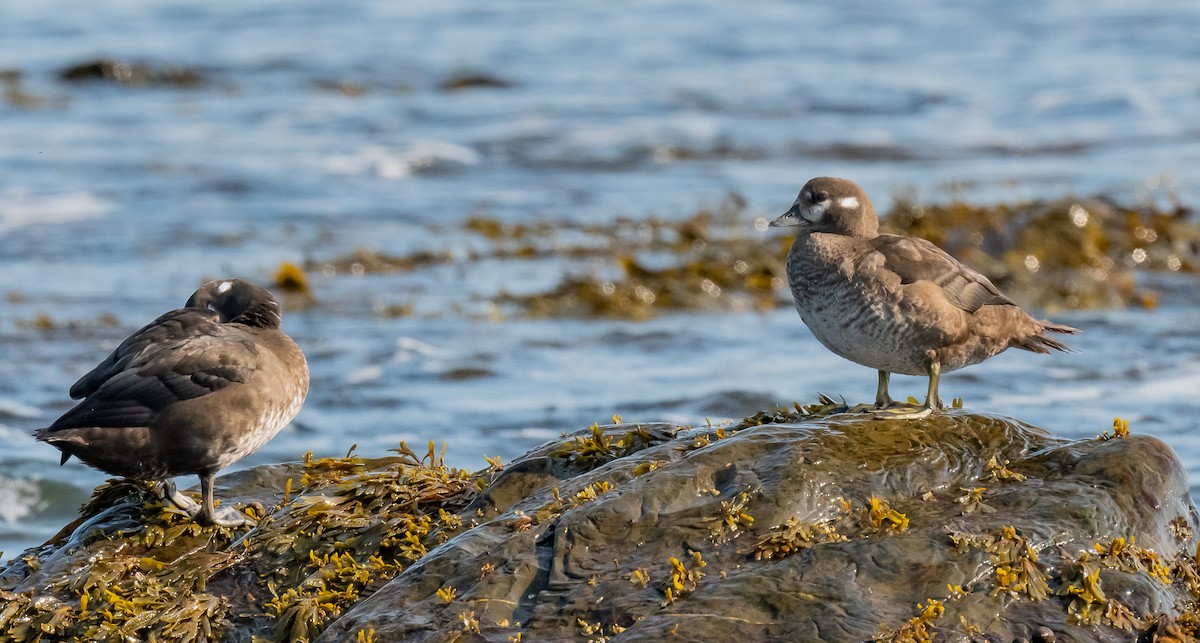 Harlequin Duck - ML624487182