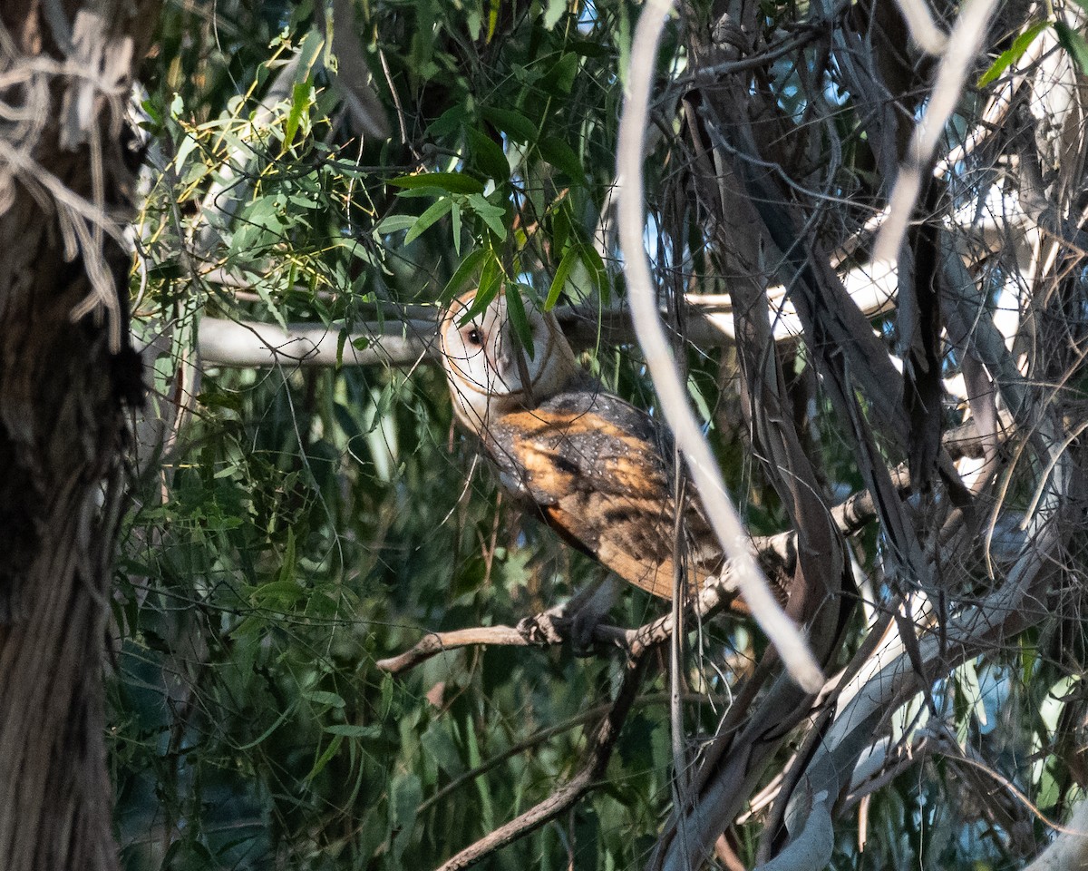 Barn Owl (American) - ML624487220