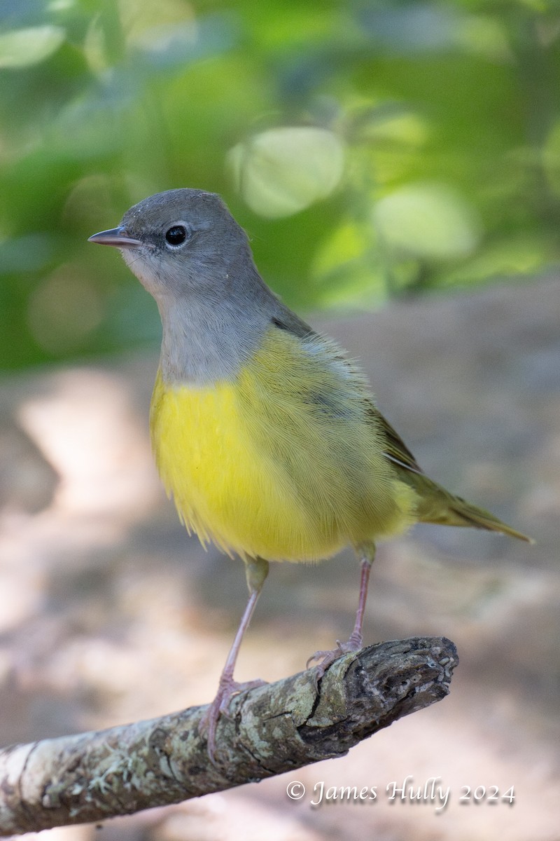 Mourning Warbler - Jim Hully