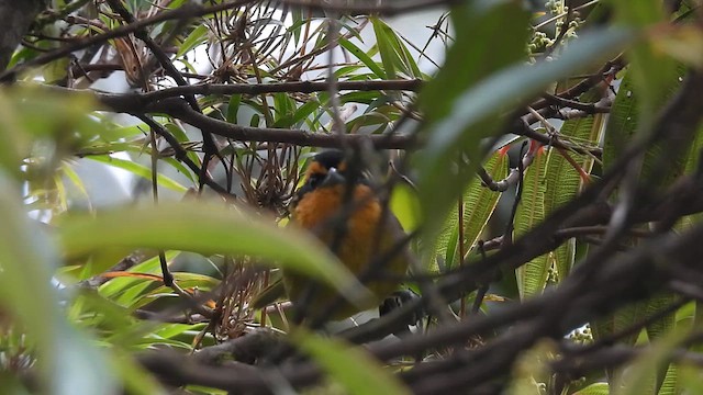 Orange-browed Hemispingus - ML624487379
