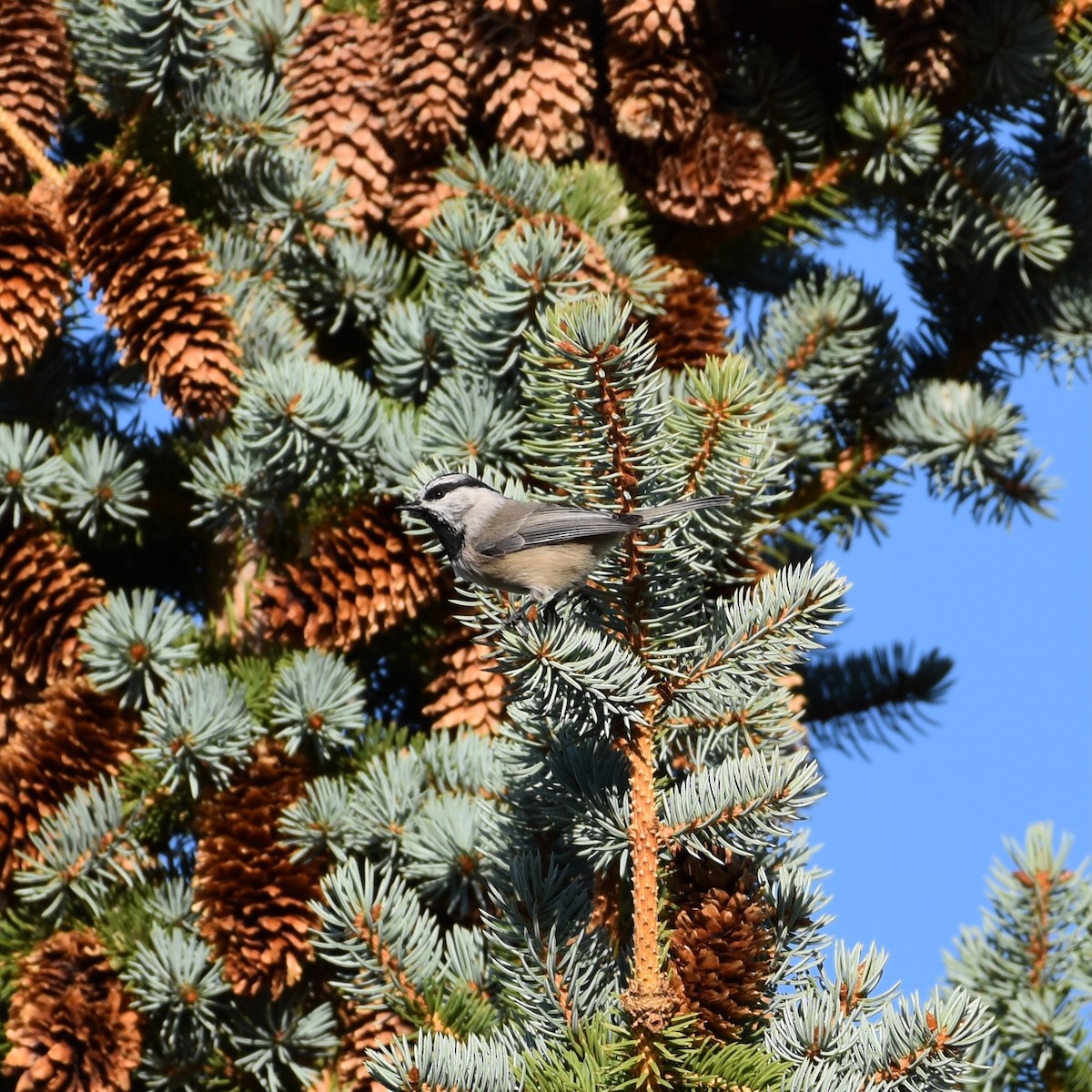 Mountain Chickadee - Shauna Rasband