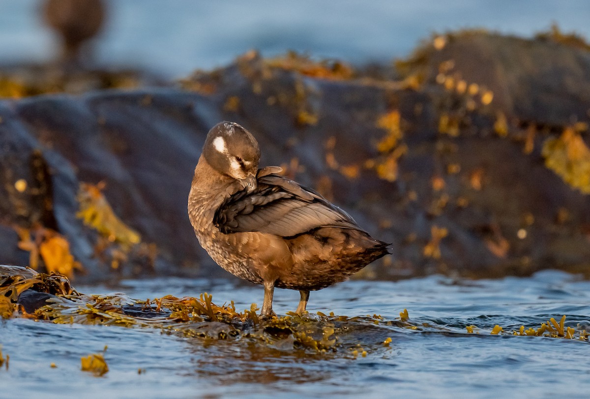 Harlequin Duck - ML624487424