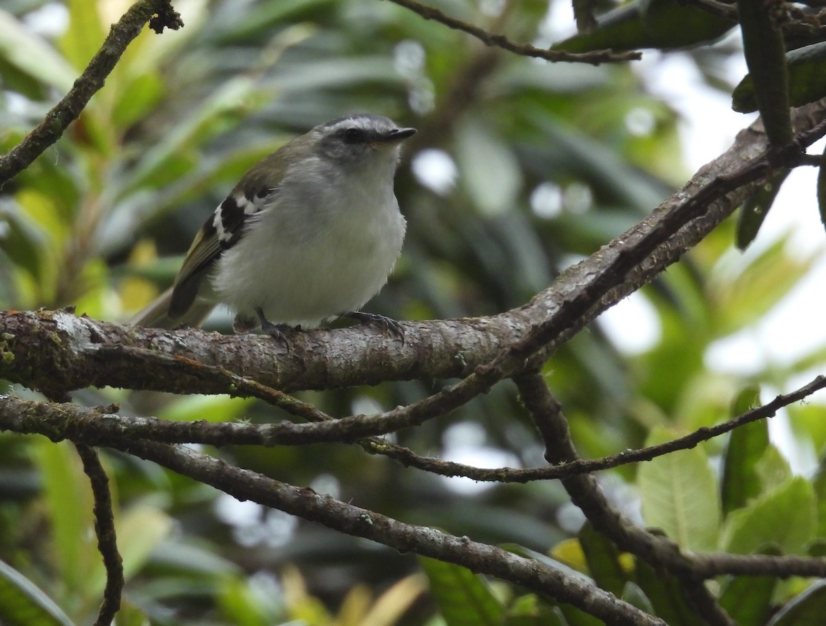 White-banded Tyrannulet - ML624487608