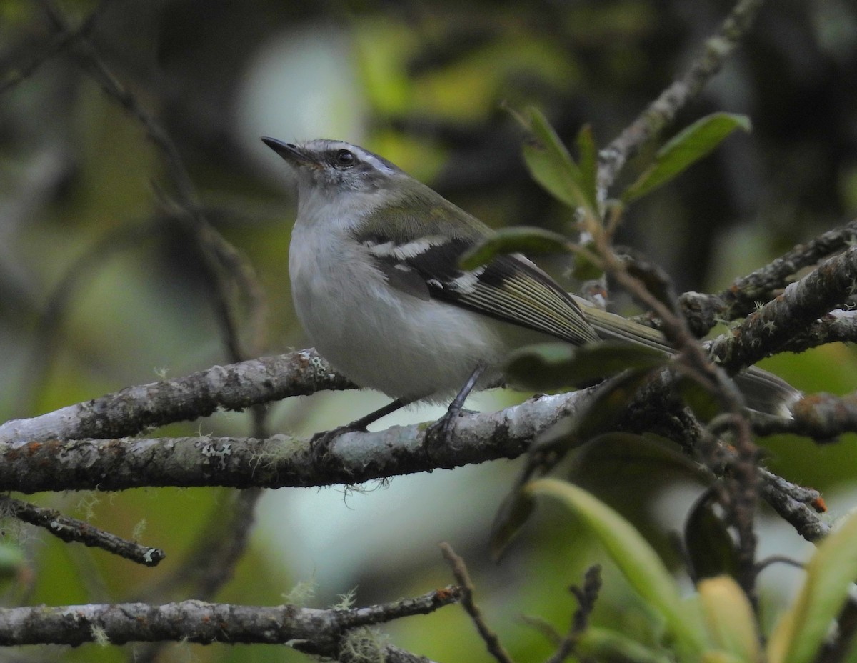 White-banded Tyrannulet - ML624487609