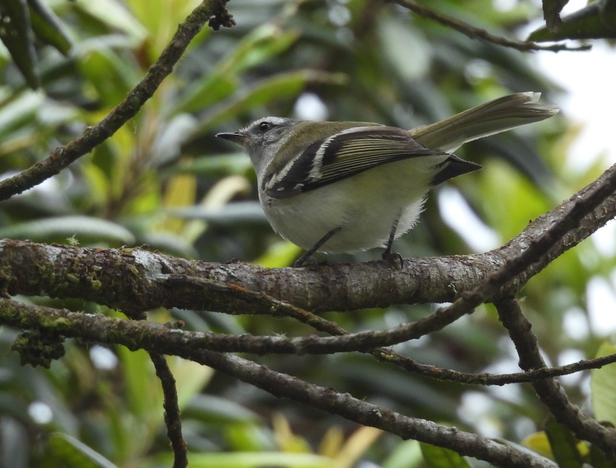 White-banded Tyrannulet - ML624487610
