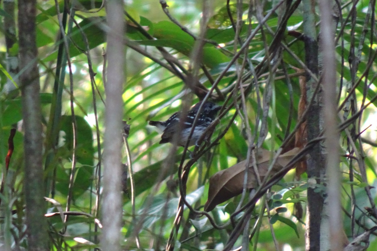 Dot-backed Antbird - ML624487615