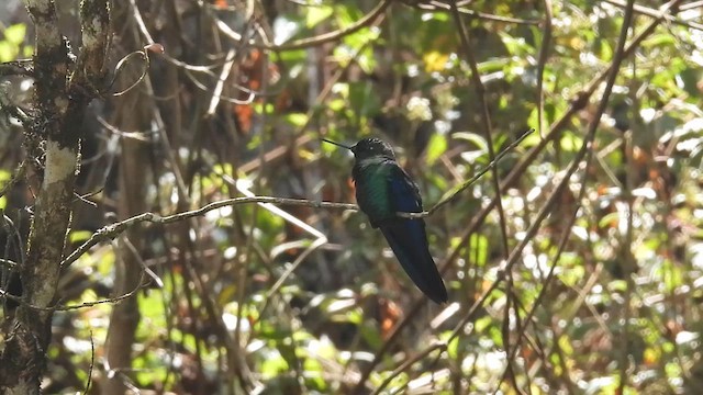 Great Sapphirewing - ML624487732