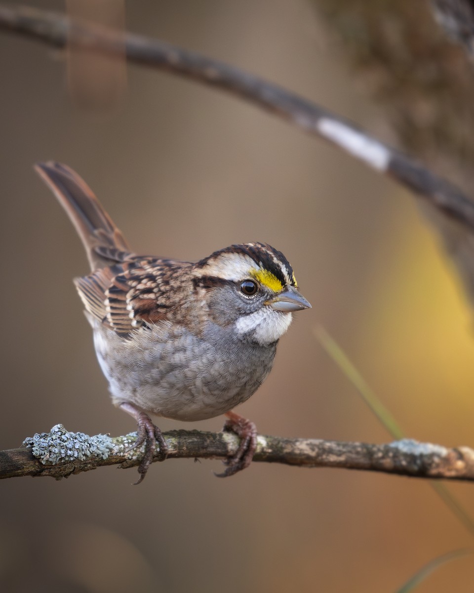 White-throated Sparrow - ML624487763