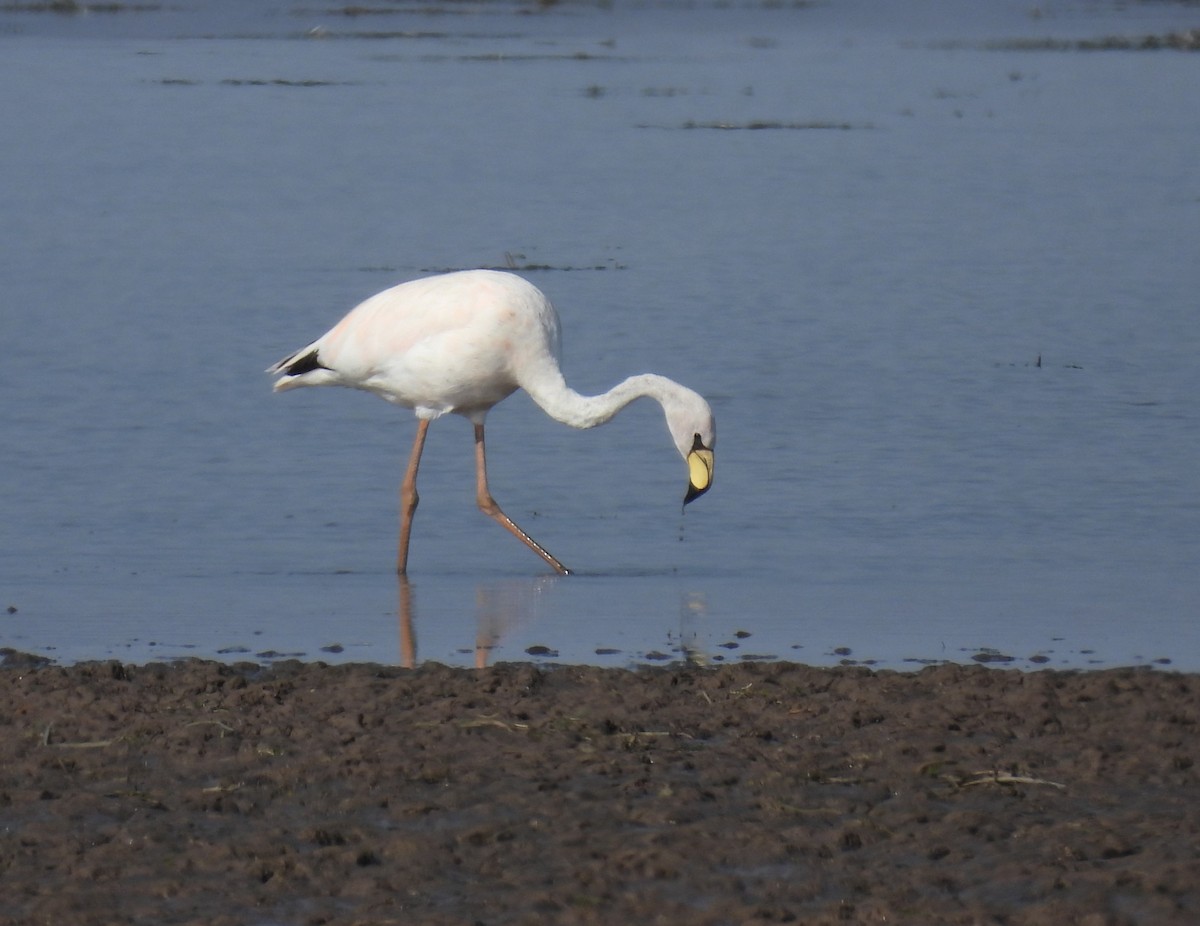 James's Flamingo - ML624487813