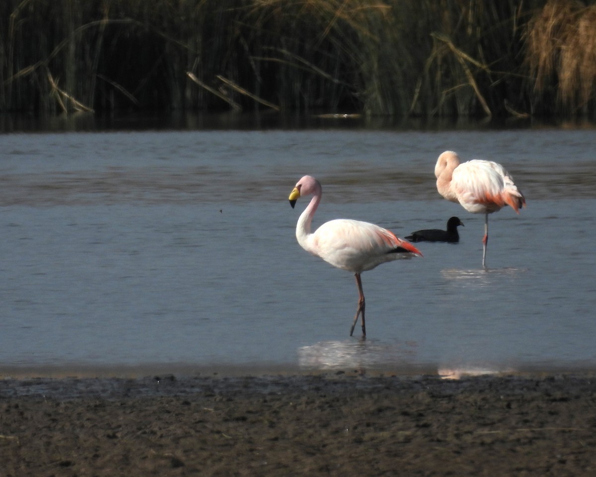 James's Flamingo - ML624487814