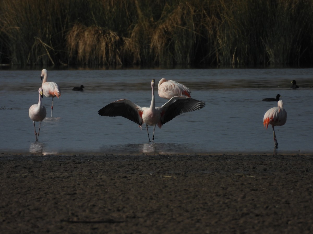 James's Flamingo - ML624487815