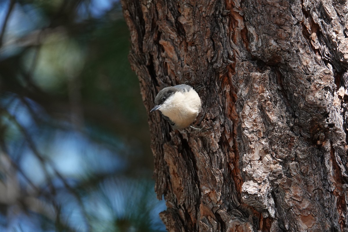 Pygmy Nuthatch - ML624488063