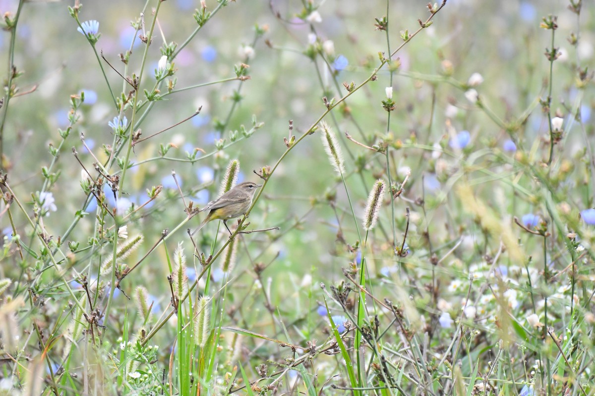 Palm Warbler - ML624488074