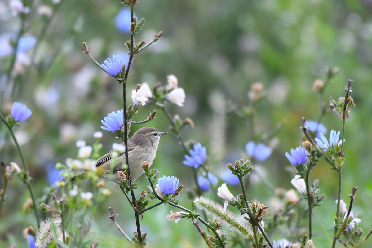 Palm Warbler - ML624488075