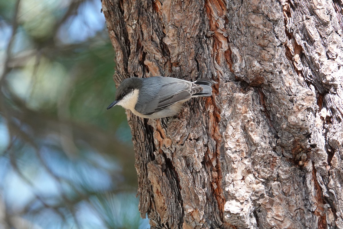 Pygmy Nuthatch - ML624488078