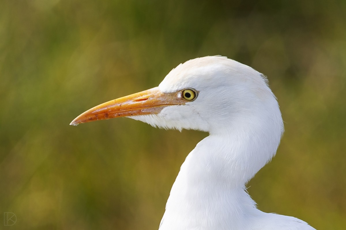 Western/Eastern Cattle-Egret - ML624488087